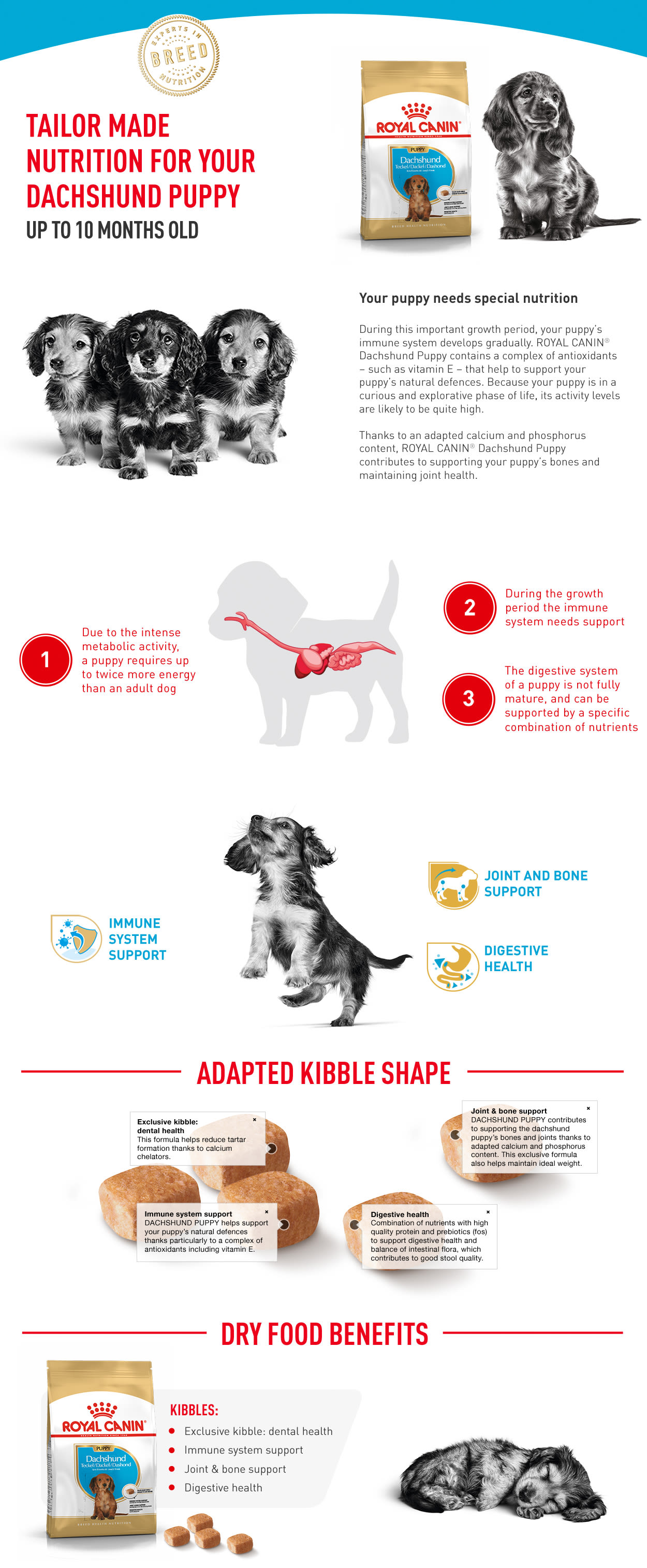 Dachshund puppy hotsell food amount